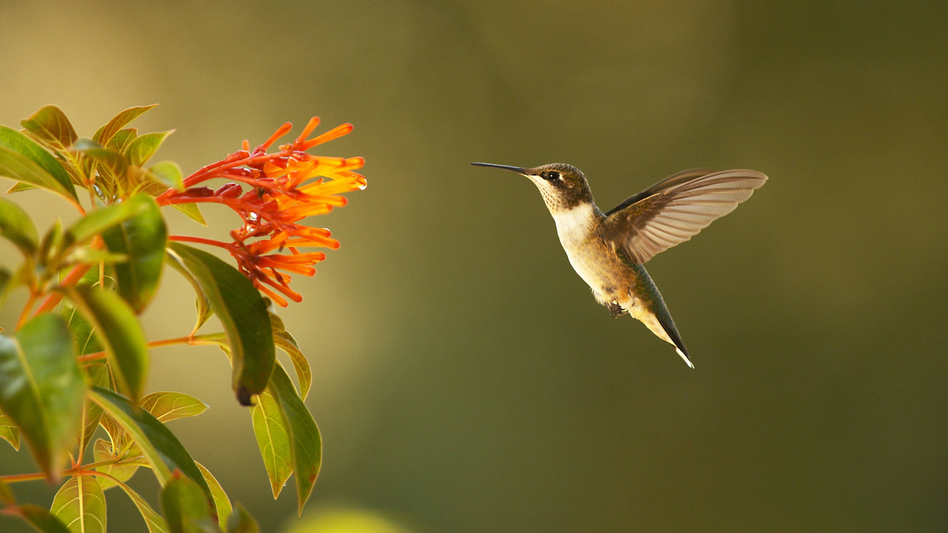 nature super hummingbirds wvia nature super hummingbirds wvia