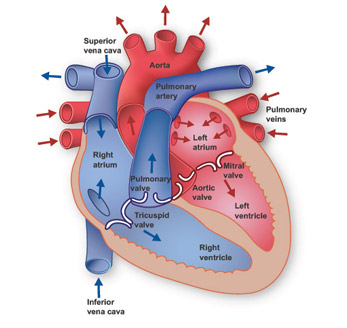 Heart Disease