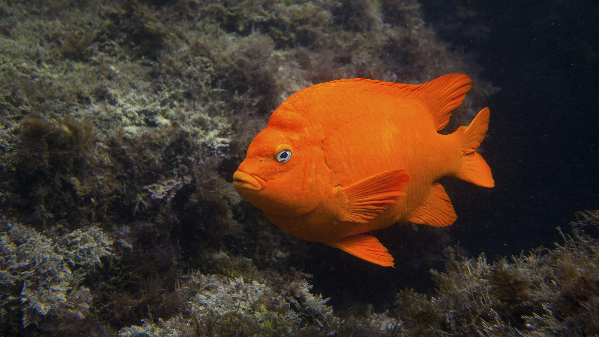 Meet the Golden Garibaldi