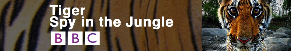 Tiger Spy in the Jungle