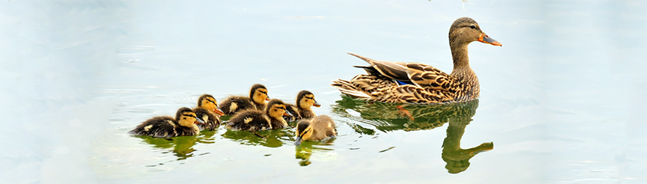 DuckHeader2.png