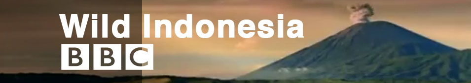 Wild Indonesia-BANNER-1.jpg