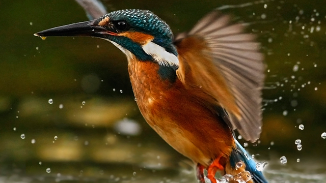 Nature