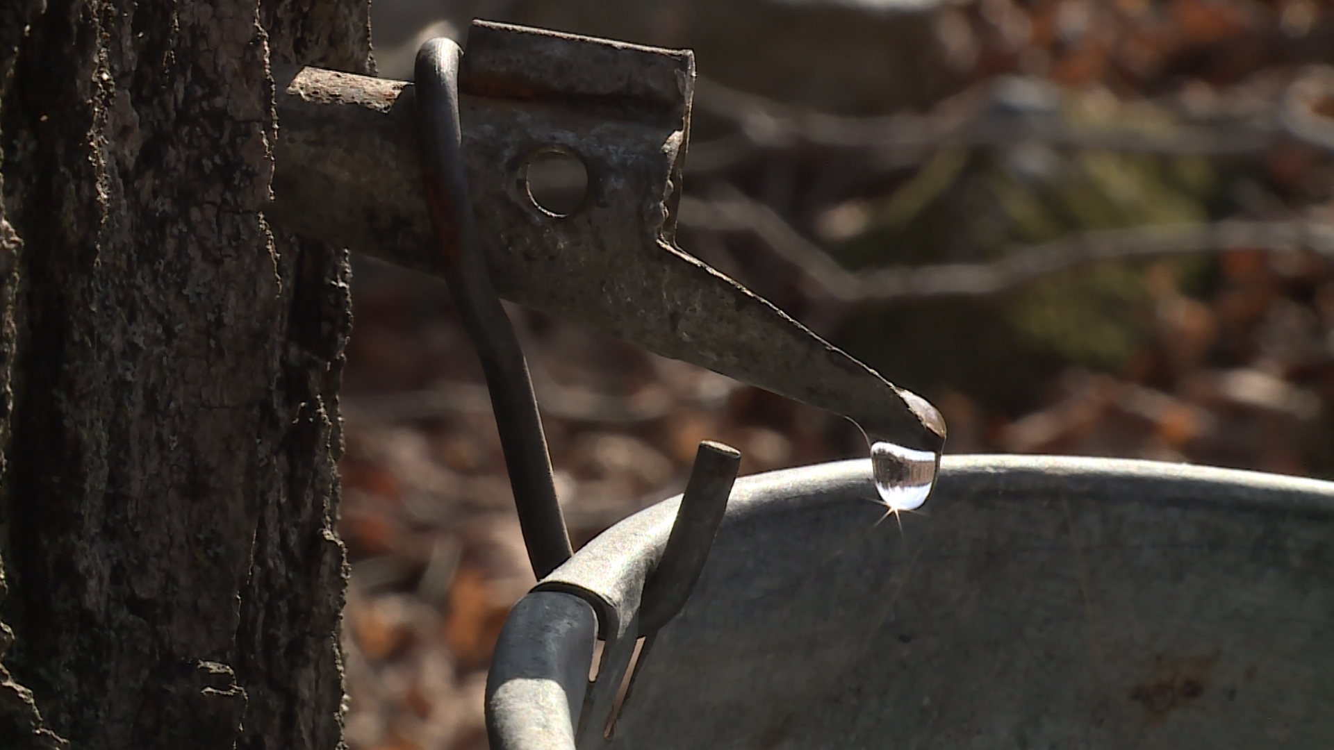 The Local Feed: Maple