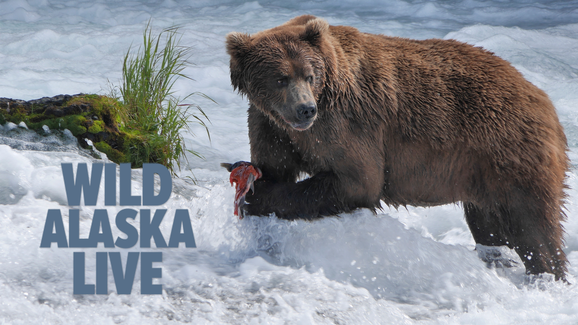 Wild Alaska Live - 2 of 3