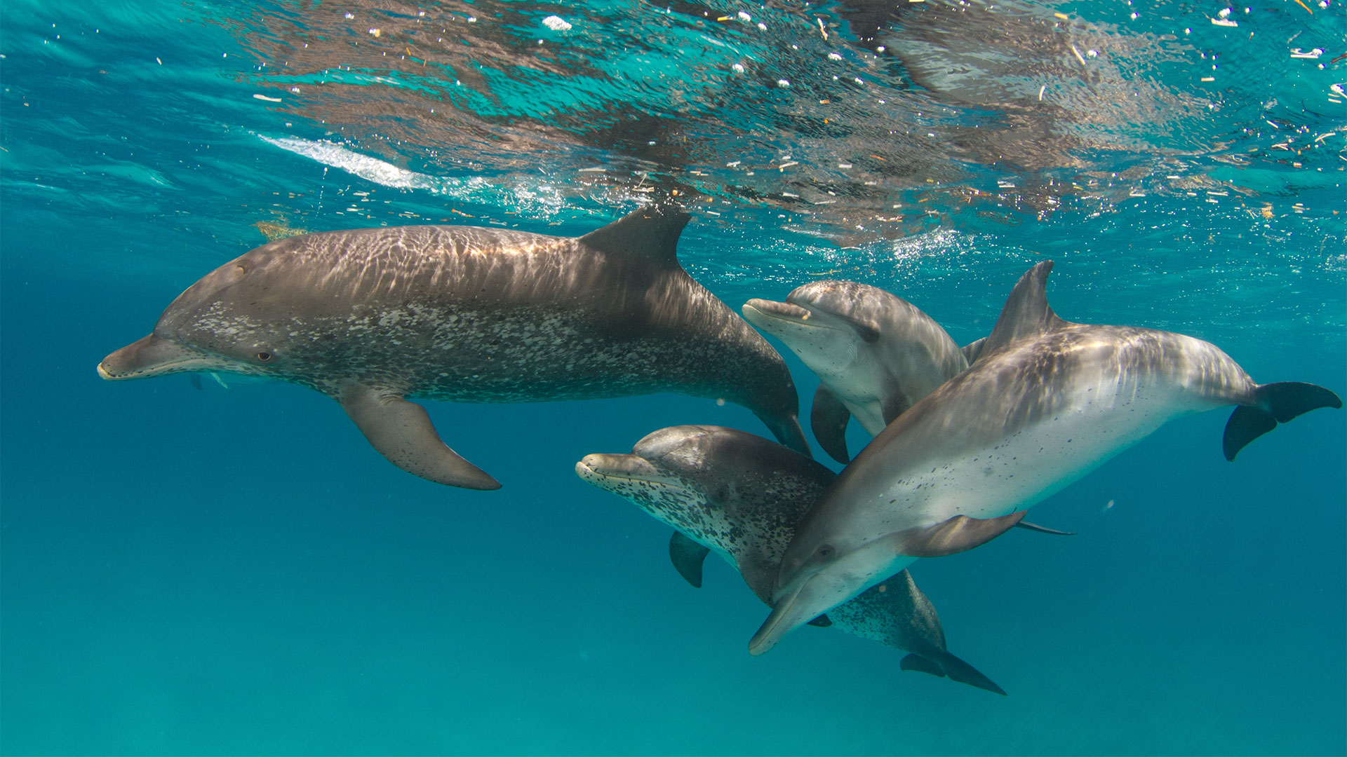 Wonder of Animals | Dolphins