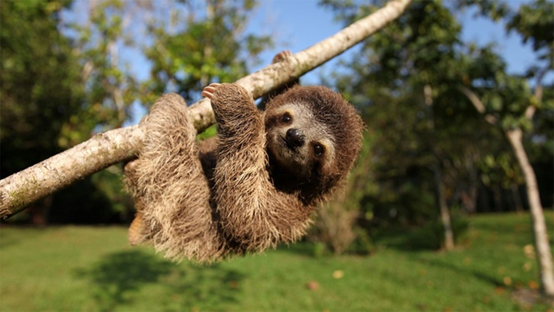 Nature's Miracle Orphans