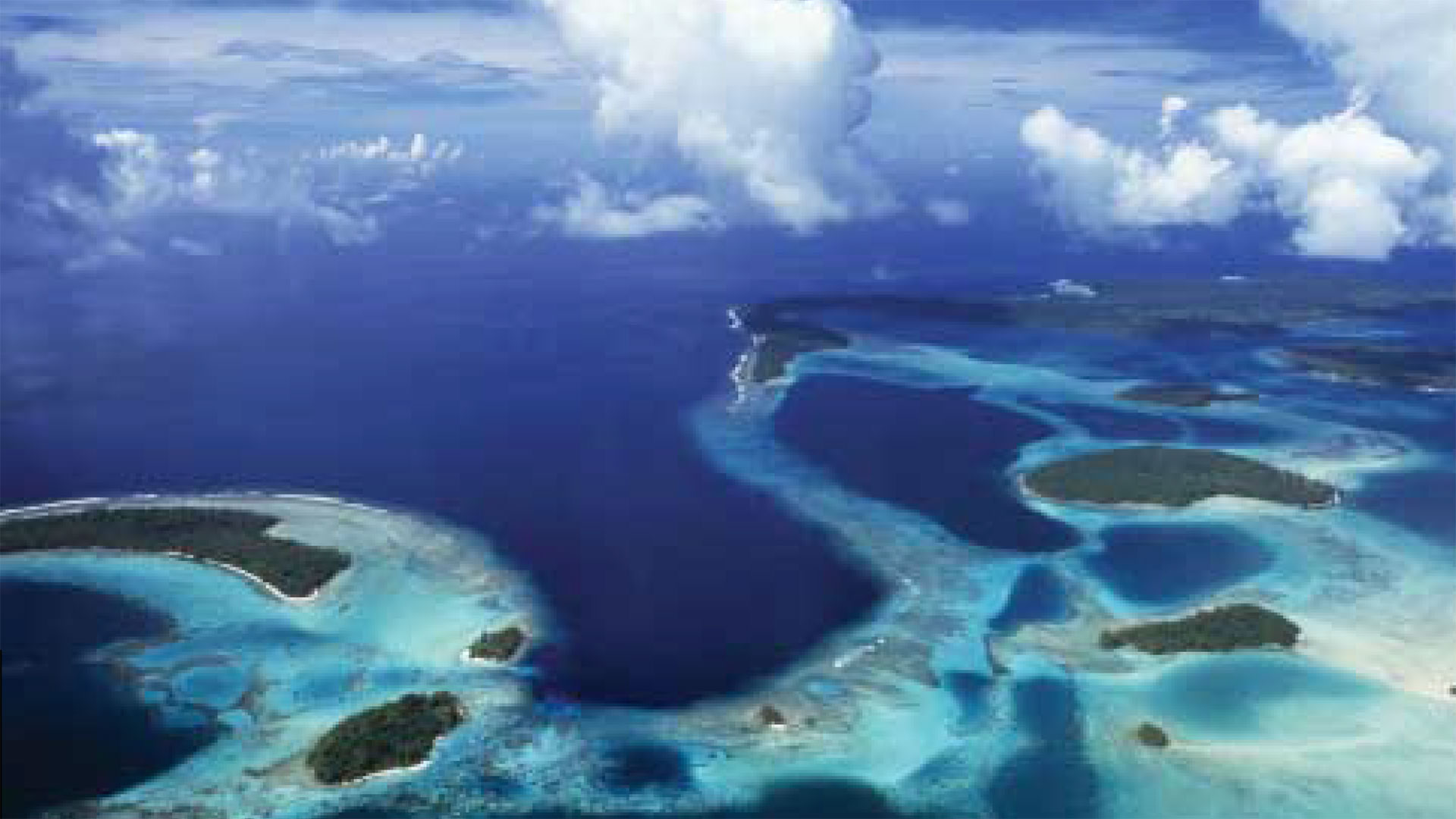 Wild Australasia
