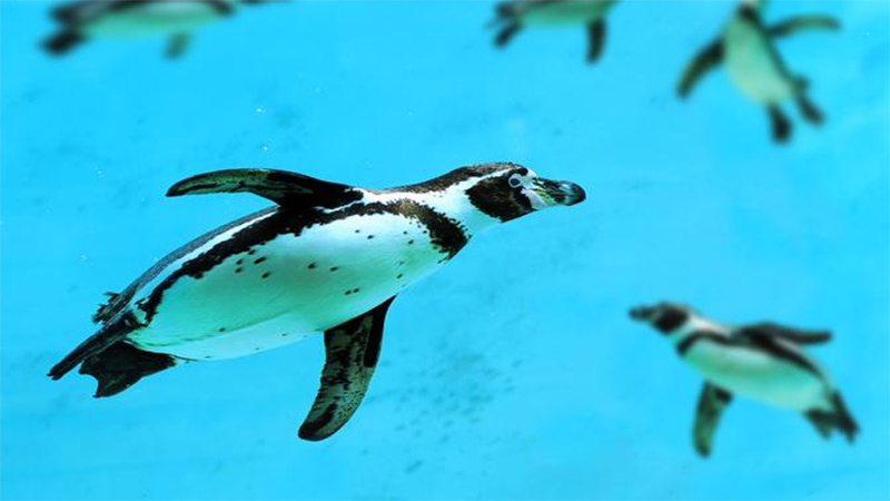 Wonder of Animals