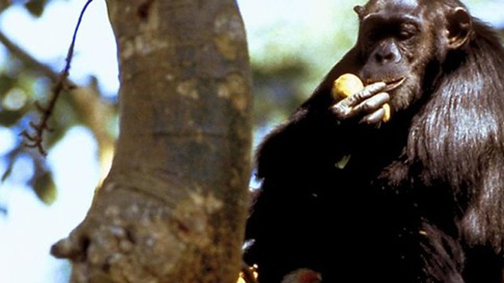 Wild Africa - Jungles