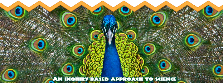 image_atzoo.png