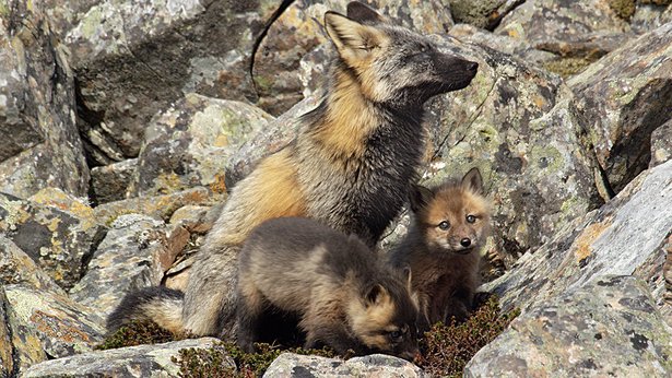 Nature: Fox Tales