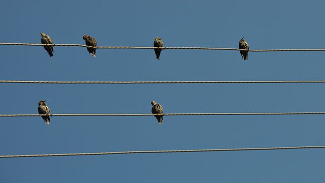 Early Birds