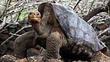 Lonesome George and the Battle for the Galapagos