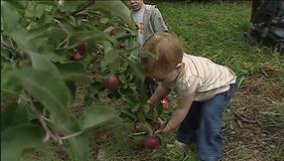 home_blog_farm-to-table_harvest.jpg