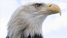 Nature | American Eagle