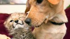 Nature | Animal Odd Couples