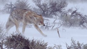 nature_blog_christmas-in-yellowstone.jpg