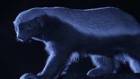 nature_blog_honey_badgers.jpg
