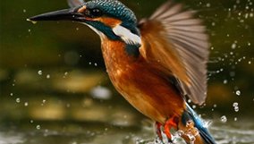 nature_blog_ireland-wild-river.jpg