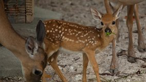 Nature | The Private Life of Deer