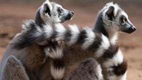 nature_blog_love-in-the-animal-kingdom.jpg