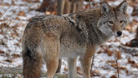 nature_blog_meet-the-coywolf.jpg