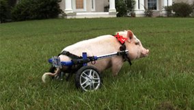 nature_blog_my-bionic-pet.jpg
