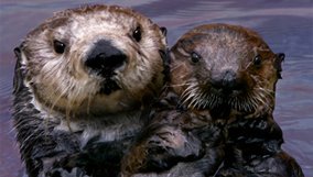 nature_blog_saving-otter-501.jpg
