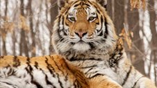 Nature | Siberian Tiger Quest