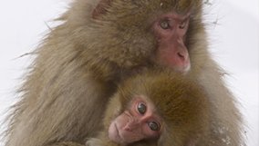 nature_blog_snow-monkeys.jpg