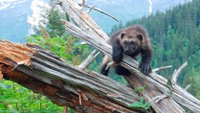 nature_blog_wolverine.jpg