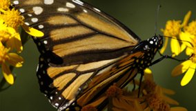 science_blog_nova_incredible-journey-of-butterflies.jpg