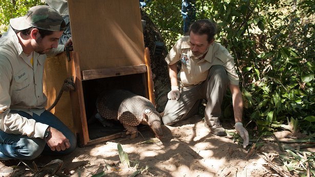 Nature: Hotel Armadillo