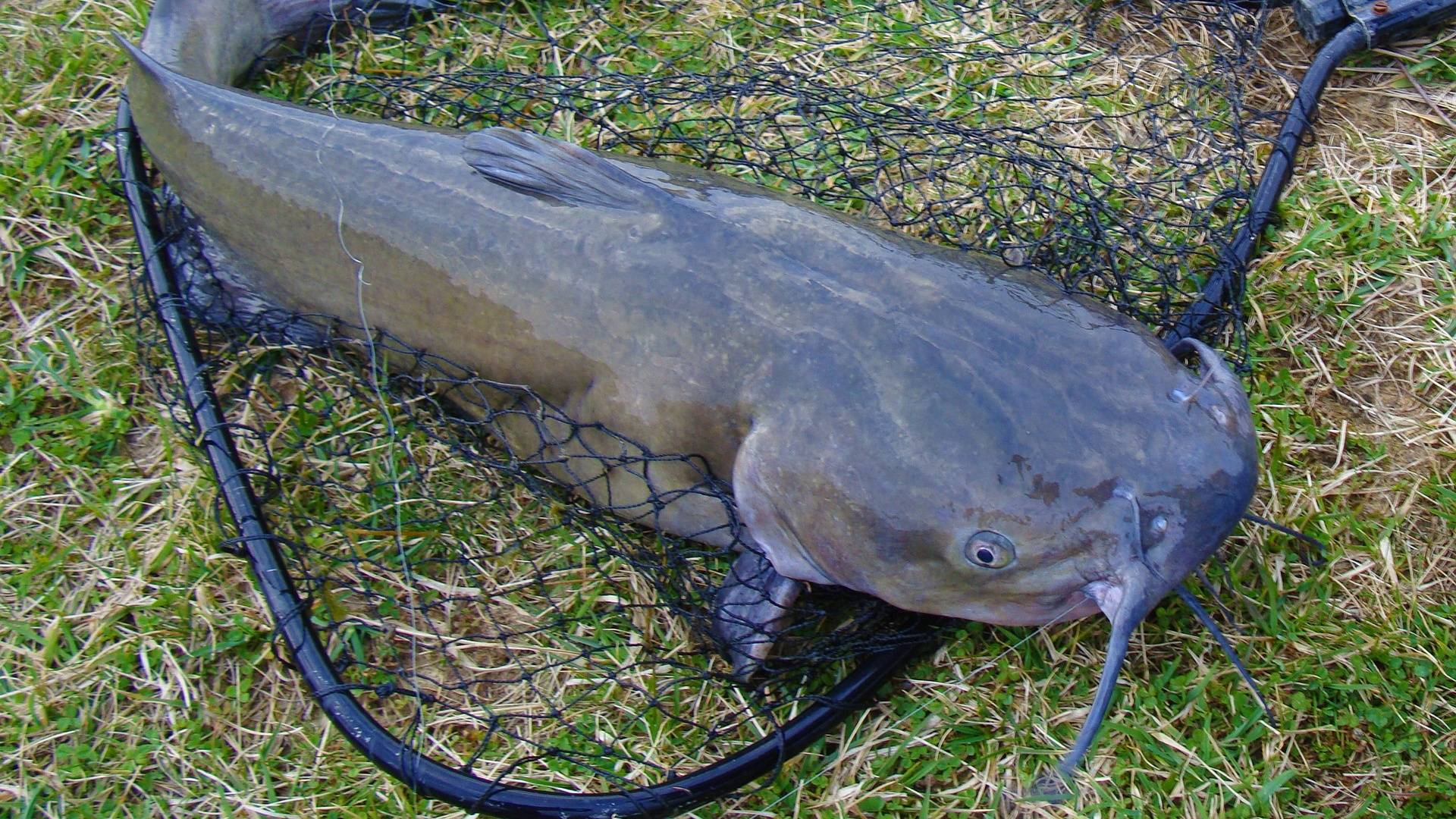 MPB Mississippi Public Broadcasting