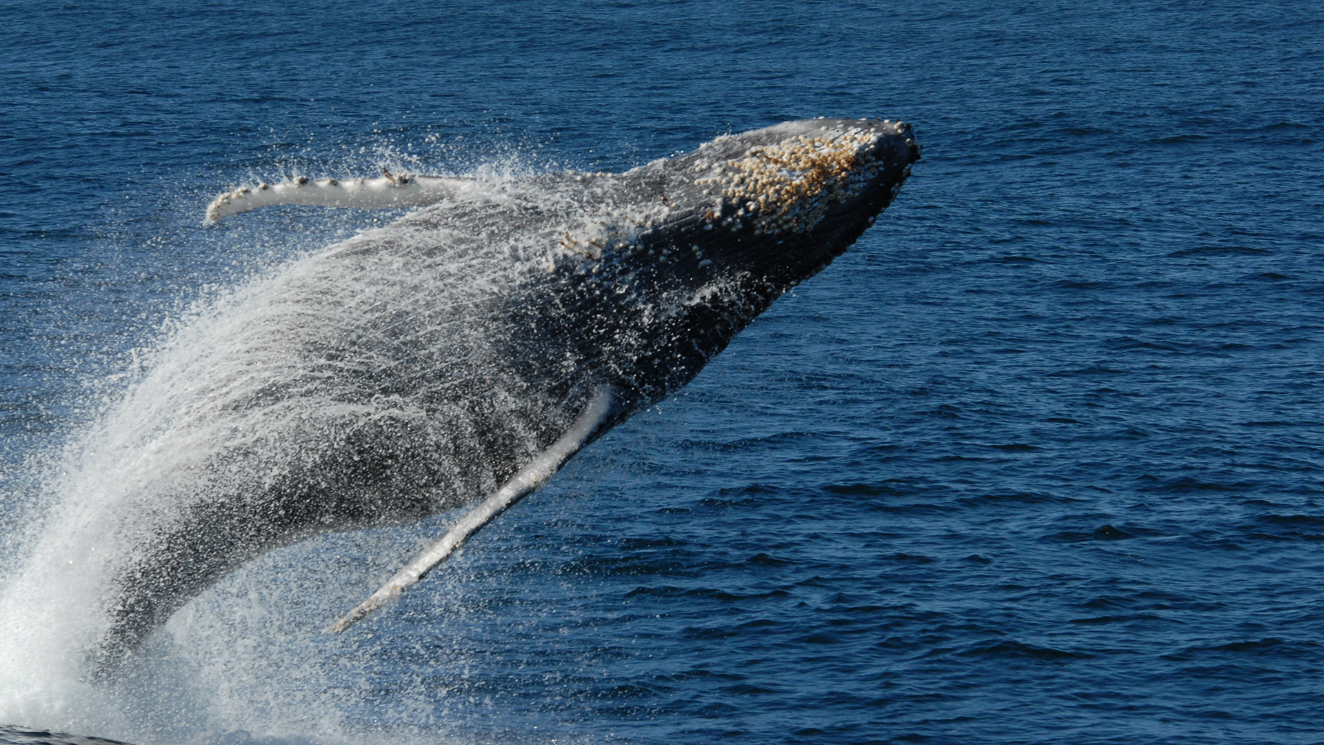 Meet the Humpback Whale