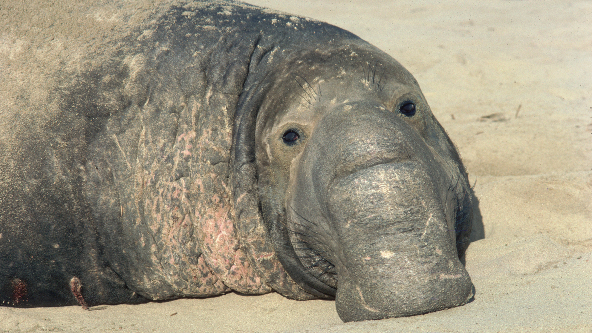 Meet the Northern Elephant Seal