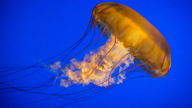 Ocean Oddities: Monterey Bay and Beyond
