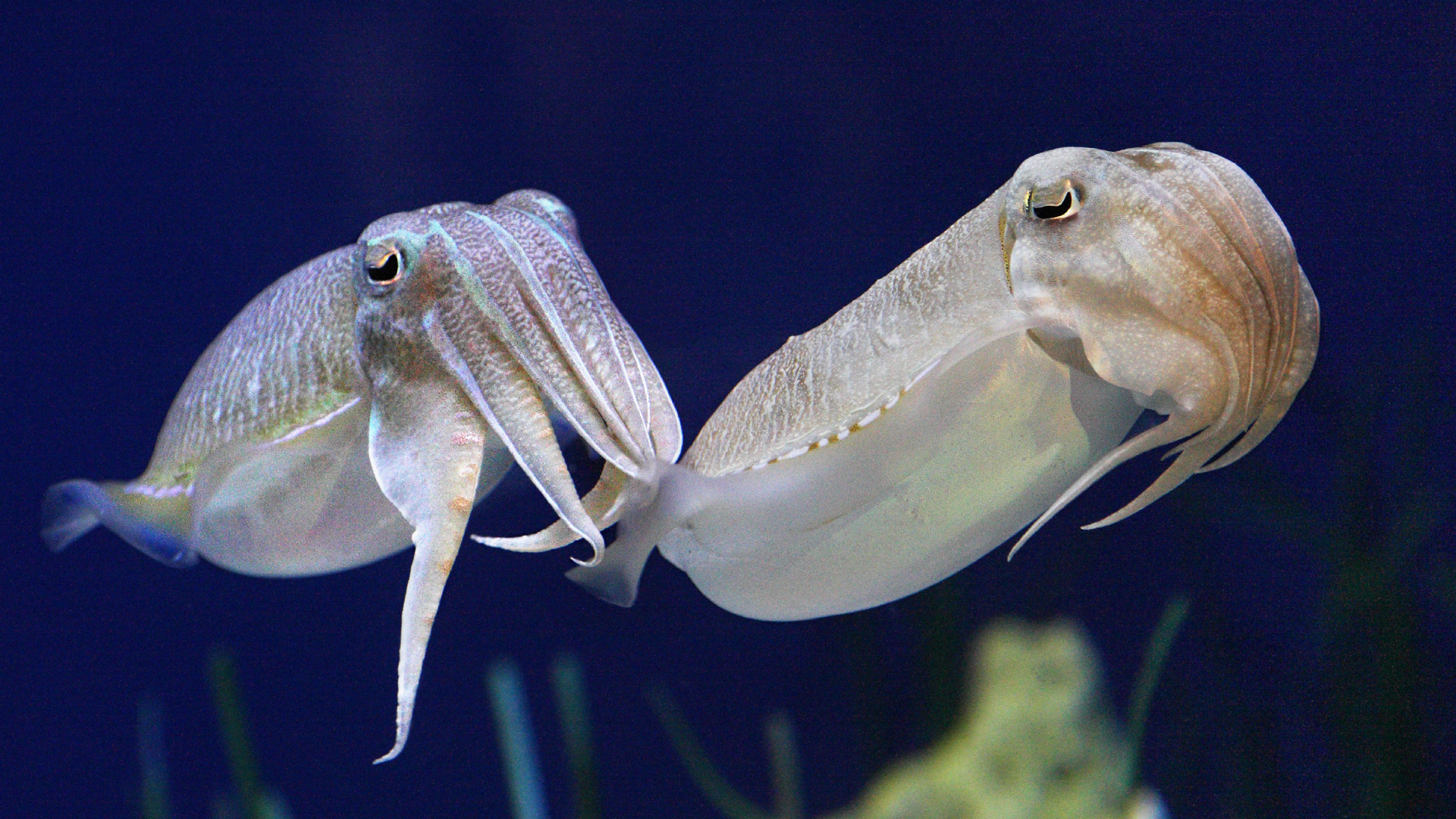 Animals at Monterey Bay Aquarium