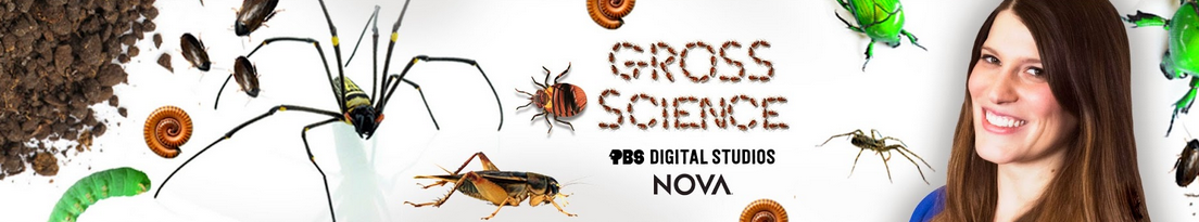 GS_Banner.png