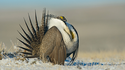 THE ENDANGERED WEST
