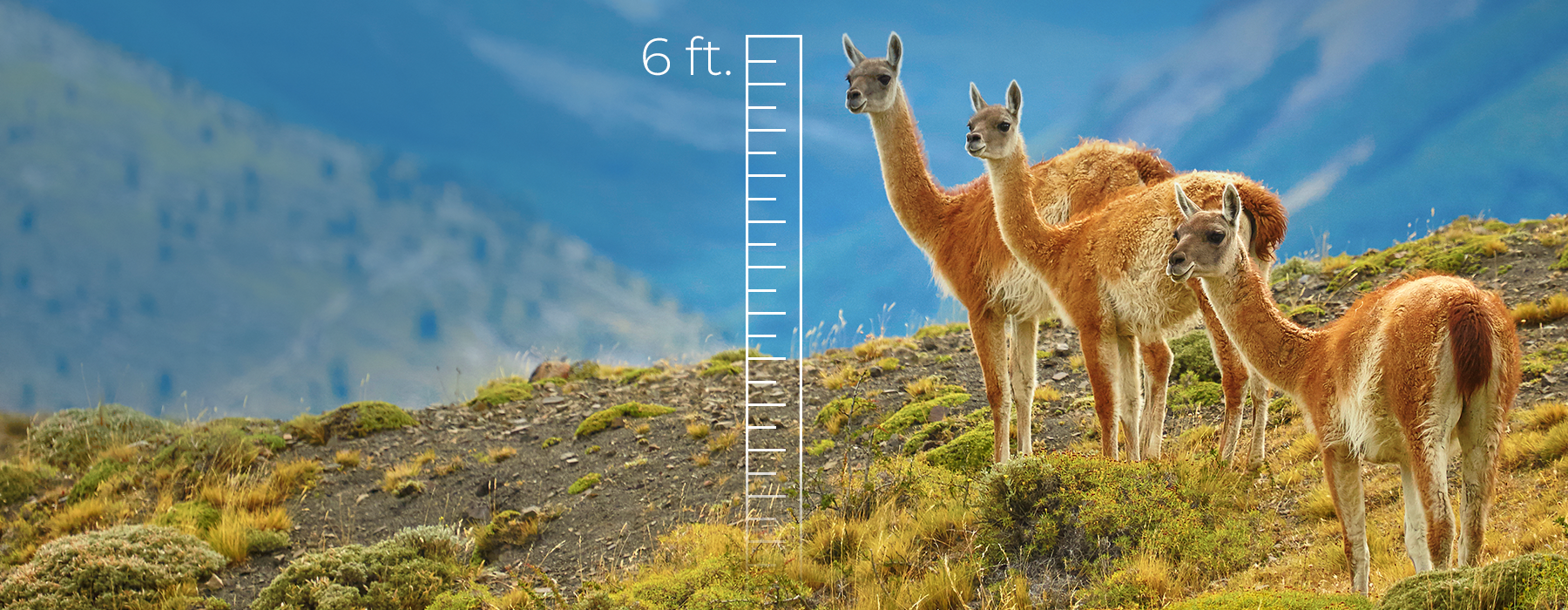 ANDES 103_18x7_kots_fact_guanaco.png