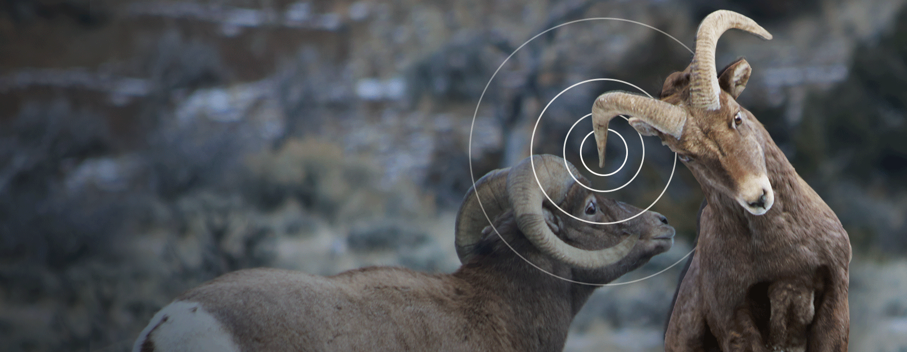 ROCKIES pbs-ep1-facts-18x7-notextkots_fact_bighornsheep.png