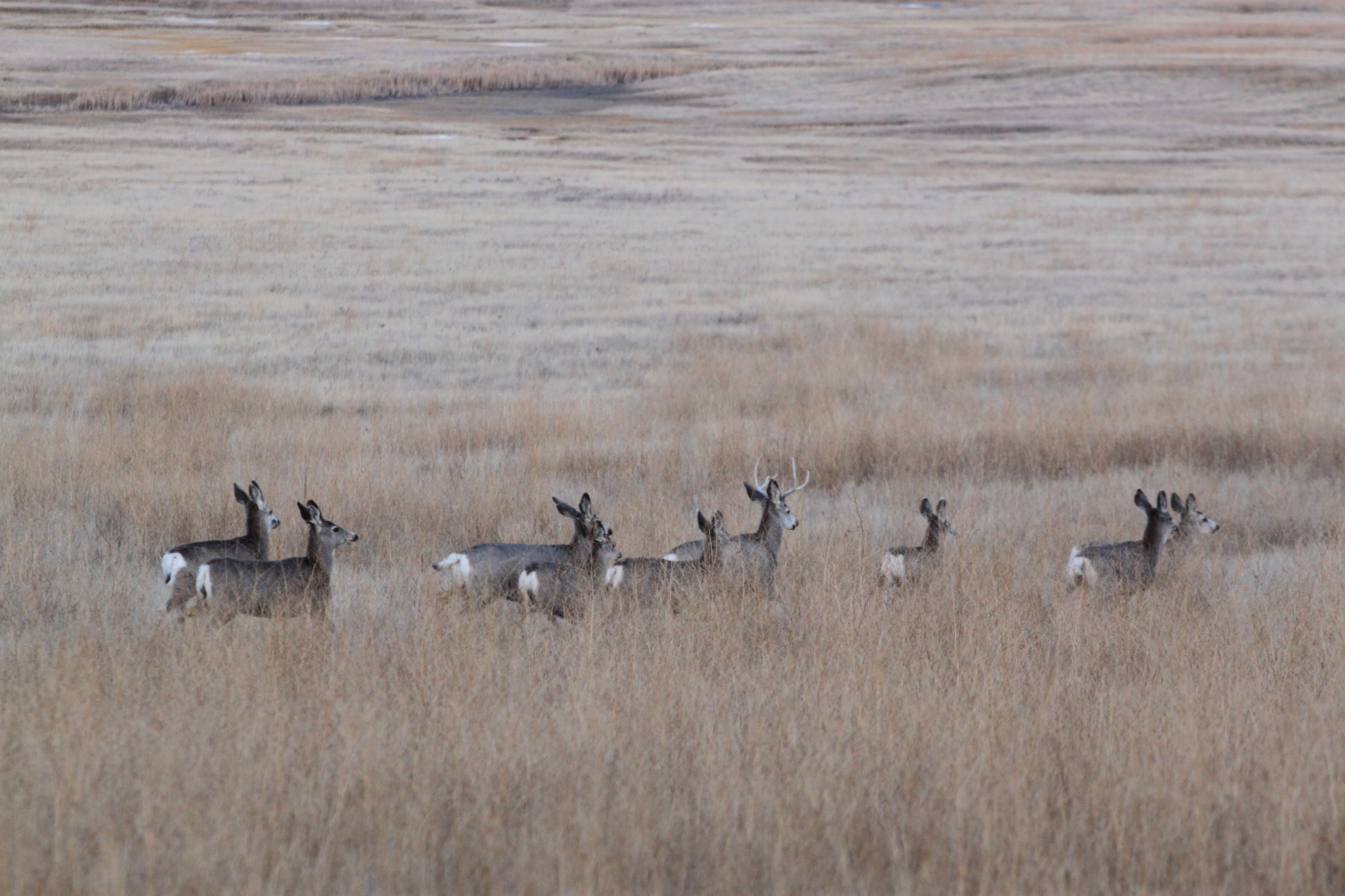 Landscapes Custer National Forest SDPB