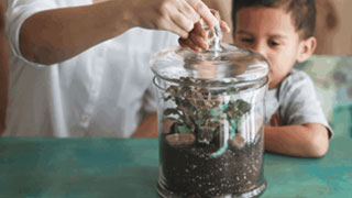 Plant A Terrarium