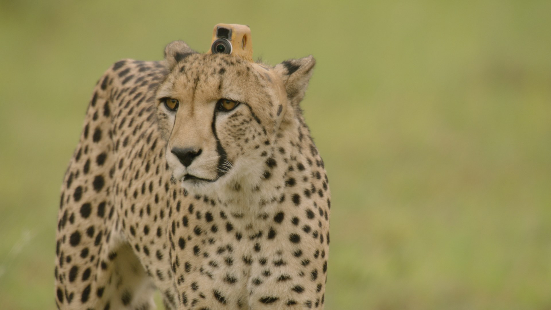 Get a bird's-eye view of life among wild beasts in 'Animals with Cameras'