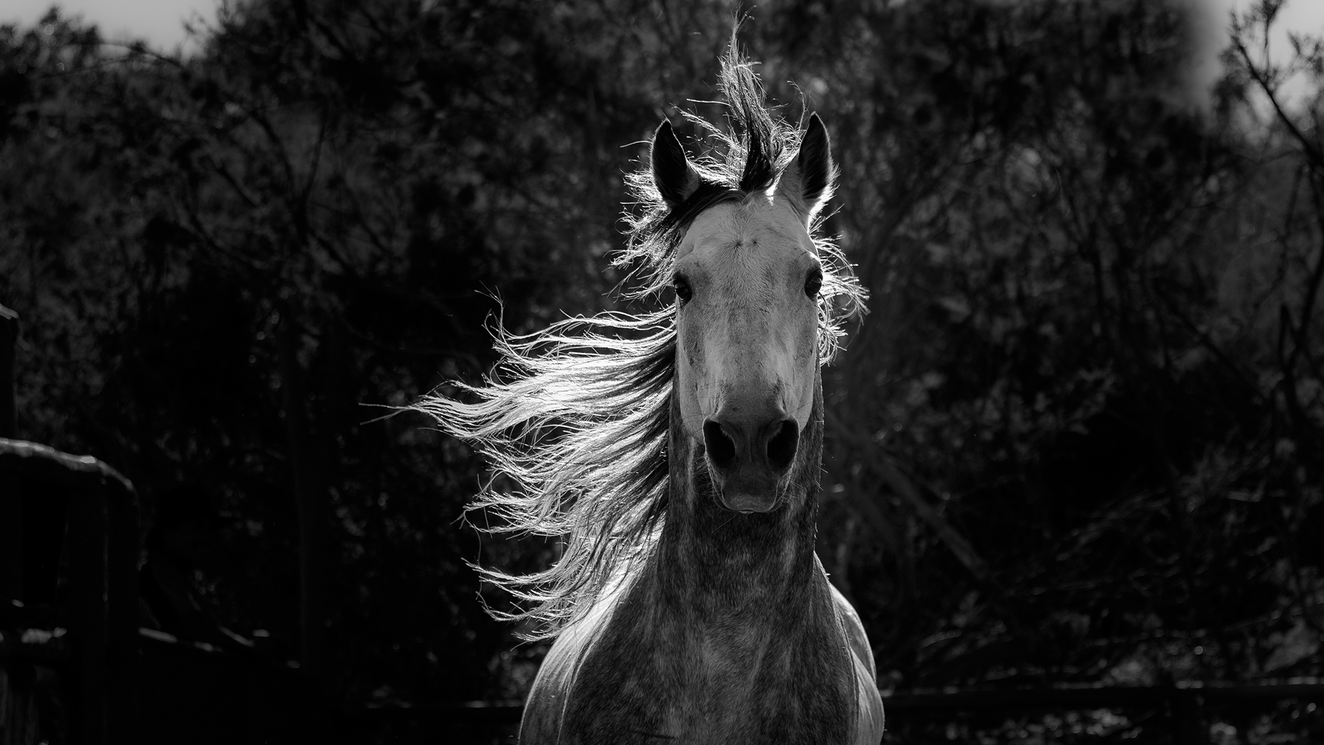 'Nature' explores the ancient bond between humans and horses