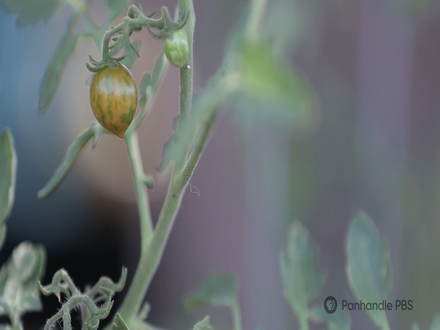 The Handle: Hodgepodge Farms