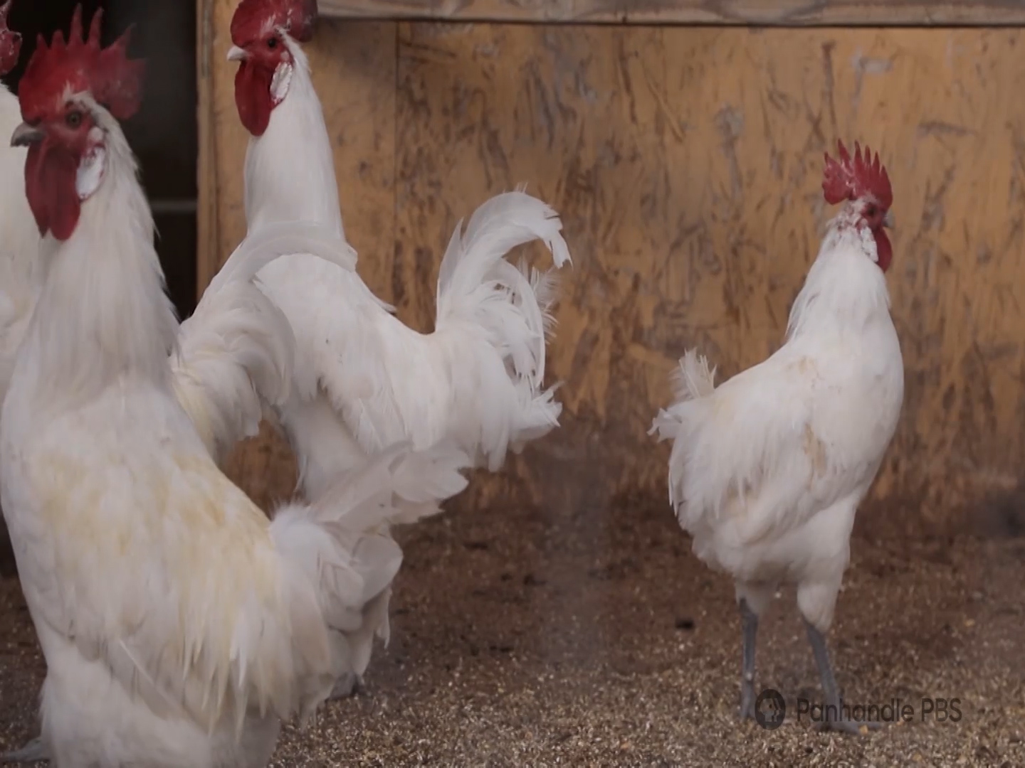 The Handle: Tom Wilson of McC Farm