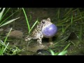 Houston Toad